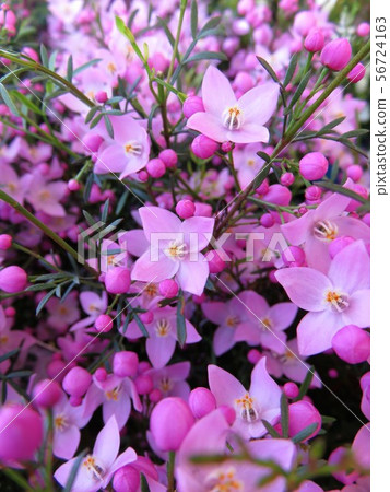 Boronia Pinata Boronia Pinata 56724163