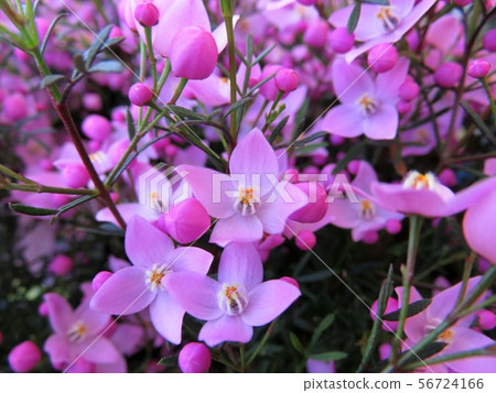 Boronia Pinata Boronia Pinata 56724166