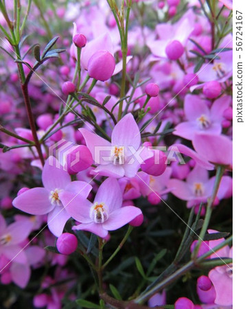 Boronia Pinata Boronia Pinata 56724167