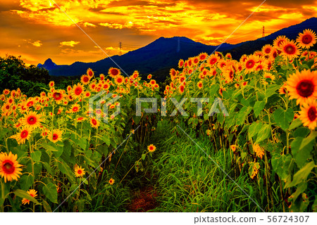 sunflower field sunset