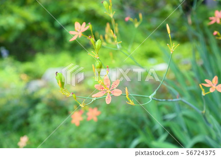 Hiougi flower 56724375