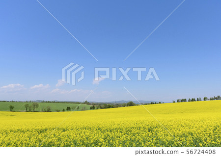 A field of rape blossoms and a blue sky (Appei, Hokkaido) A field of rape blossoms and a blue sky (Appei, Hokkaido) 56724408