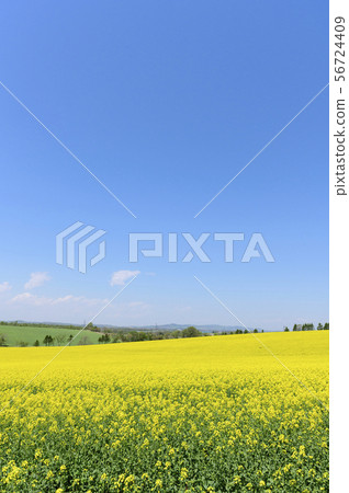 油菜花和藍天的領域（Appei，北海道） 56724409