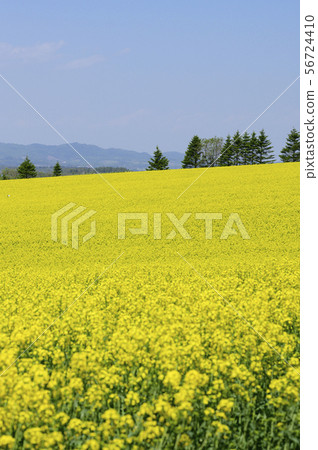 A field of rape blossoms and a blue sky (Appei, Hokkaido) 56724410