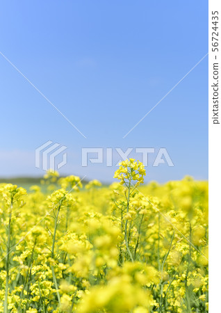 A field of rape blossoms and a blue sky (Appei, Hokkaido) 56724435