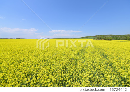 A field of rape blossoms and a blue sky (Appei, Hokkaido) 56724442