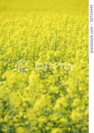 強姦花（北海道安平） 56724445