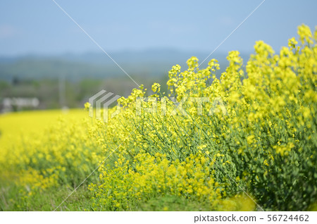 Rape blossoms (Hokkaido Anping) 56724462