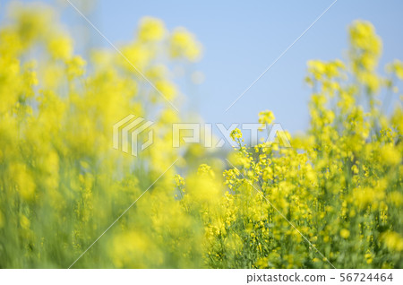 強姦花朵和藍天（北平安平） 56724464