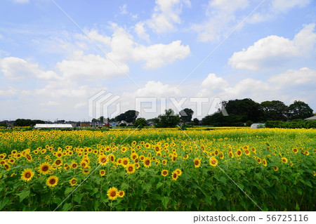 August Kiyose 38 Himawari Festival 56725116