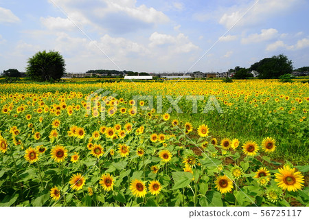 August Kiyose 36 Himawari Festival 56725117