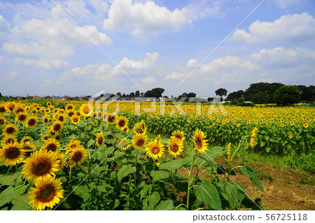 August Kiyose 35 Himawari Festival 56725118