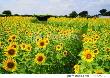 August Kiyose 26 Himawari Festival 56725129