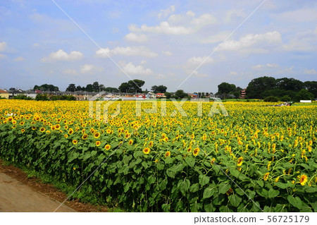 August Kiyose 09 Himawari Festival August Kiyose 09 Himawari Festival 56725179