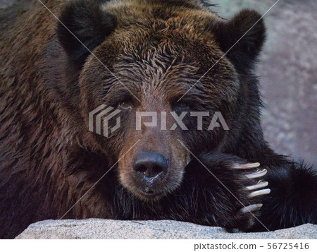 Bear! 56725416