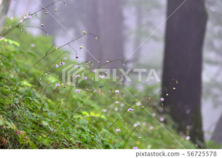 Renge goshoma Renge goshoma 56725578