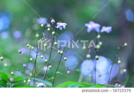 Renge goshoma 56725579