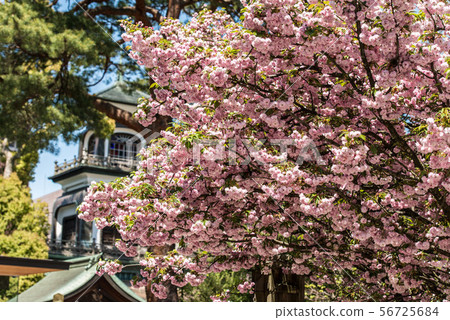Okayama Shrine's Kikura cherry tree Okayama Shrine's Kikura cherry tree 56725684