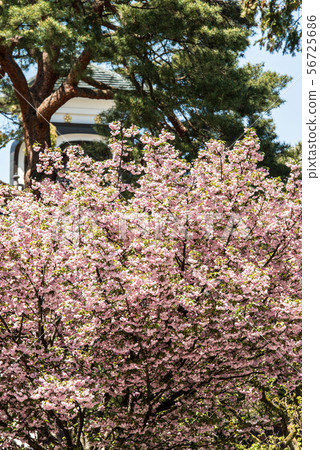 Okayama Shrine's Kikura cherry tree 56725686