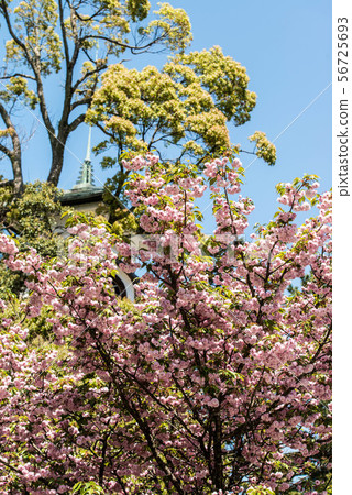 Okayama Shrine's Kikura cherry tree Okayama Shrine's Kikura cherry tree 56725693