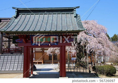 Entoji寺垂枝櫻花(福島縣,Nihonmatsu市) Entoji寺垂枝櫻花(福島縣,Nihonmatsu市) 56726097