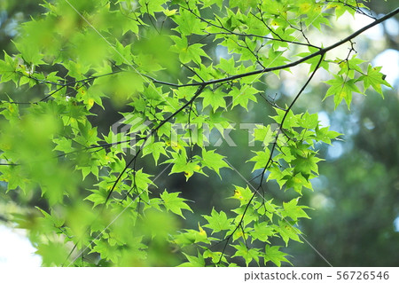 Pale green phoenix (young autumn leaves) 56726546