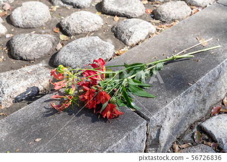 提供鮮花 56726836