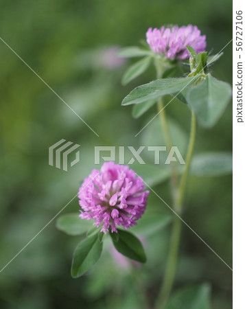 Murasakitetsukusa 56727106