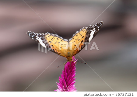 My garden customers 56727121