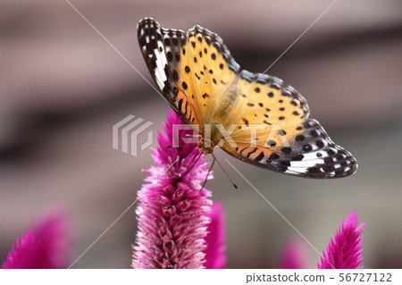 My garden customers My garden customers 56727122