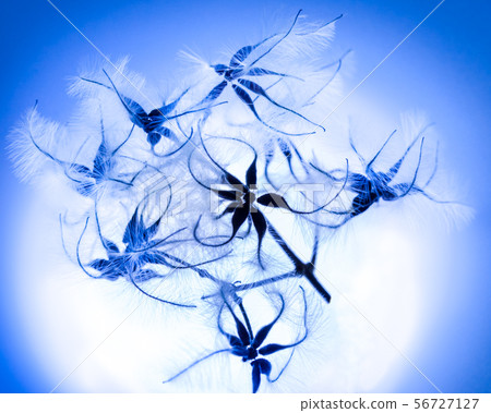 It is a molding photograph of the seeds of wild grass. It is blown by the wind and scattered. Hiroshima 56727127