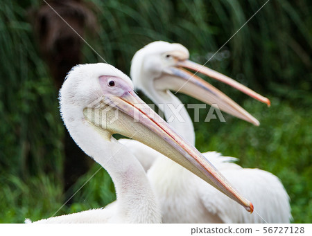 A couple of good-looking pelicans are watching together. Please use it as the background for the image of a serious relationship. 56727128