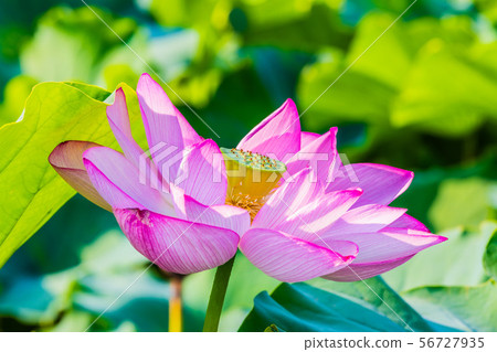 蓮花在Shinobazui池塘 蓮花在Shinobazui池塘 56727935