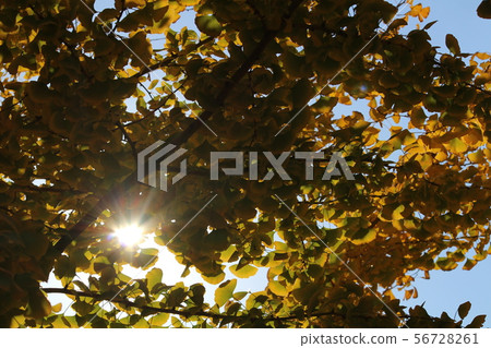 Ginkgo tree 56728261