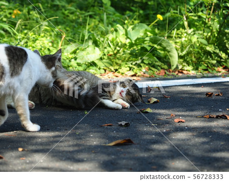 Stray cat, kitten, frightened Stray cat, kitten, frightened 56728333