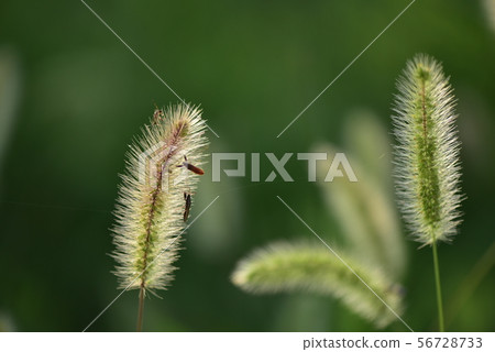 Enokorogusa /貓 Enokorogusa /貓 56728733