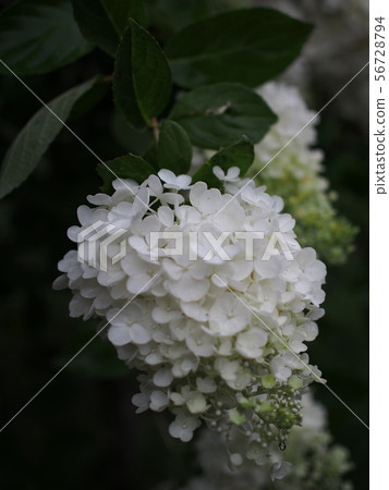 Nori Tougi Nori Tougi 56728794