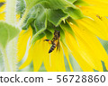 the bee working on sunflower, the insect in nature 56728860