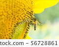 the bee working on sunflower, the insect in nature 56728861