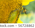 the bee working on sunflower, the insect in nature 56728862