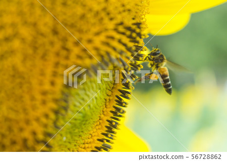 the bee working on sunflower, the insect in nature the bee working on sunflower, the insect in nature 56728862
