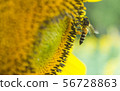 the bee working on sunflower, the insect in nature 56728863