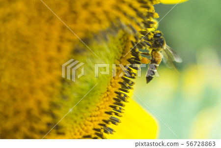 the bee working on sunflower, the insect in nature the bee working on sunflower, the insect in nature 56728863