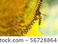 the bee working on sunflower, the insect in nature 56728864