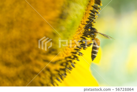 the bee working on sunflower, the insect in nature the bee working on sunflower, the insect in nature 56728864