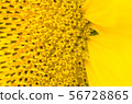 the sunflower in macro view, close-up sunflower in 56728865