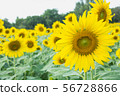 the sunflower in macro view, close-up sunflower in 56728866