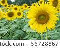 the sunflower in macro view, close-up sunflower in 56728867