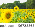 the sunflower in macro view, close-up sunflower in 56728868
