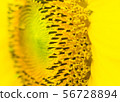 the sunflower in macro view 56728894